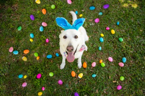 overhead view of a white german shepherd sitting on a lawn surrounded by colourful easter eggs - garden decoration stockfoto's en -beelden