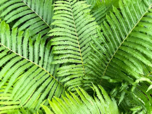 oversized fiddlehead ferns in the late spring garden - garden decoration stockfoto's en -beelden