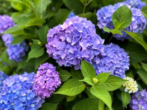 oversized fresh purple hydrangea blooms - garden decoration stock pictures, royalty-free photos & images
