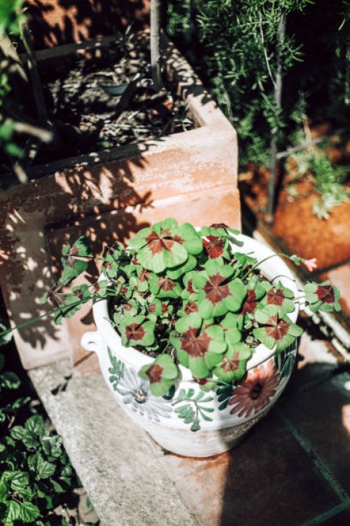 oxalis tetraphylla; four-bladed - garden decoration stockfoto's en -beelden