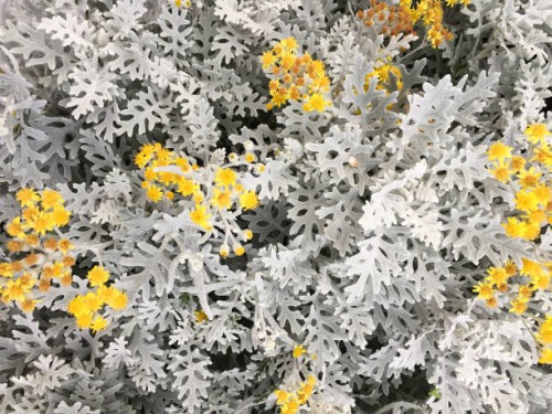 pale leaves with yellow flowers of cineraria maritima (jacobaea maritima) close-up background texture wallpaper - garden decoration stock pictures, royalty-free photos & images