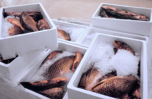 pallet with fresh fish at a wholesale market. - food stock pictures, royalty-free photos & images