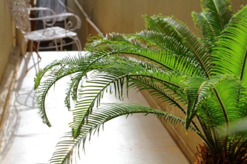 palm plant in a pot - garden decoration stockfoto's en -beelden