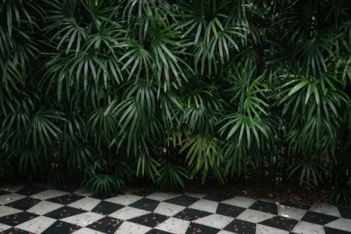 palm tree backgrounds with chess tiles, abstract background. - garden decoration stock pictures, royalty-free photos & images