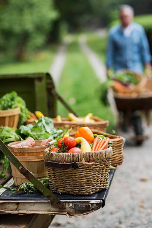 panier de légumes récoltés dans le jardin. - garden decoration photos et images de collection