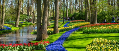 panoraminc view of tulips in keukenhof park, nederlands - garden decoration stock pictures, royalty-free photos & images