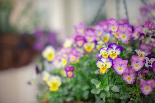 pansy and viola flowers in hanging basket - garden decoration stock pictures, royalty-free photos & images