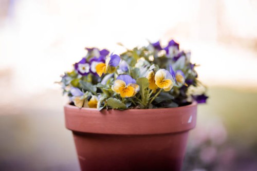 pansy flowers - home decoration stock pictures, royalty-free photos & images