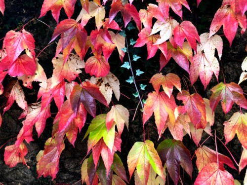 parthenocissus tricuspidata leaf in red color on the wall - garden decoration stock pictures, royalty-free photos & images