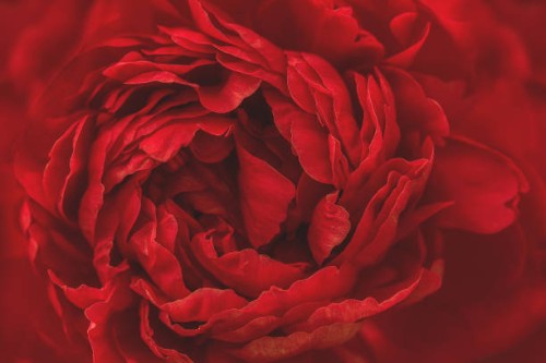passionate red peony center front view detailed - garden decoration stock pictures, royalty-free photos & images