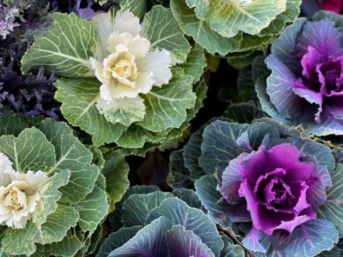 patch of ornamental winter flowering kale or flowering cabbage - garden decoration stock pictures, royalty-free photos & images