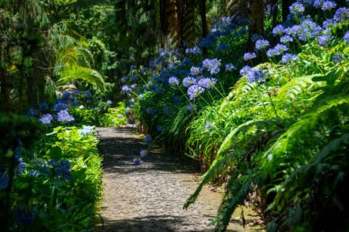 path in the garden with agapanthus blue flowers. lily of the nile or african lily flowering plant, madeira, portugal - garden decoration stock pictures, royalty-free photos & images