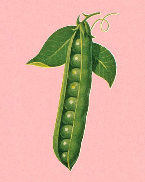 peas in pod - food stock illustrations