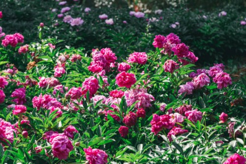 peony - garden decoration stock pictures, royalty-free photos & images