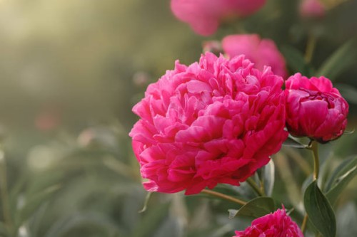 peony lactiflora red bush and blooms - garden decoration stock pictures, royalty-free photos & images