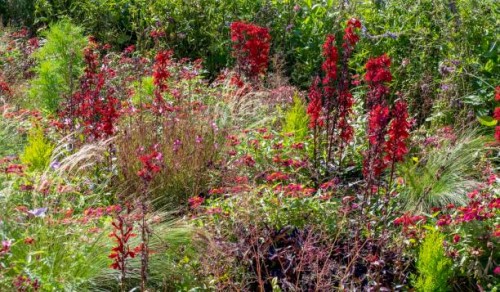 perennial bed, bed with autumn perennials, rhineland-palatinate, germany, europe - garden decoration stock pictures, royalty-free photos & images