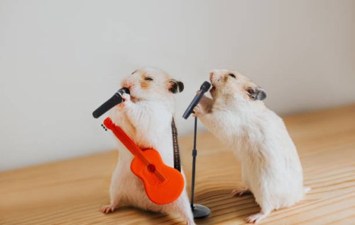 performing hamsters - concert stock pictures, royalty-free photos & images