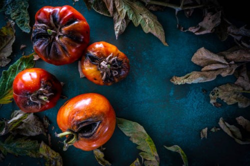 pest rotten tomatoes with tomato leaves - food stock pictures, royalty-free photos & images