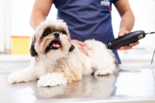 pet groomer with scissors makes grooming dog - hairstyle stock pictures, royalty-free photos & images