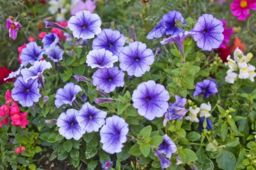 petunia - garden decoration stock pictures, royalty-free photos & images