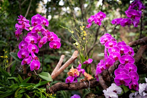 phalaenopsis aphrodite rchb in the forest - garden decoration stock pictures, royalty-free photos & images