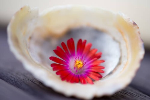 photo by: claire willans - garden decoration stock pictures, royalty-free photos & images