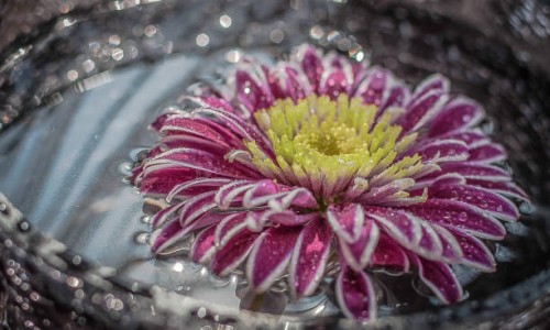 photo by: lyudmila lucienne - garden decoration stock pictures, royalty-free photos & images