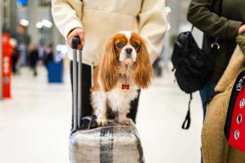 photo d’un chien mignon assis sur une valise à l’aéroport - travel photos et images de collection