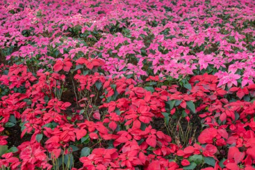 pink and red mexican poinsettia or christmas flowers grow in the nature. - garden decoration stock pictures, royalty-free photos & images