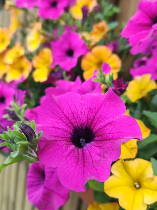 pink and yellow petunias (surfinias) - garden decoration stock pictures, royalty-free photos & images
