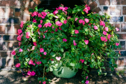 pink blooms adorn flower pot - garden decoration stock pictures, royalty-free photos & images