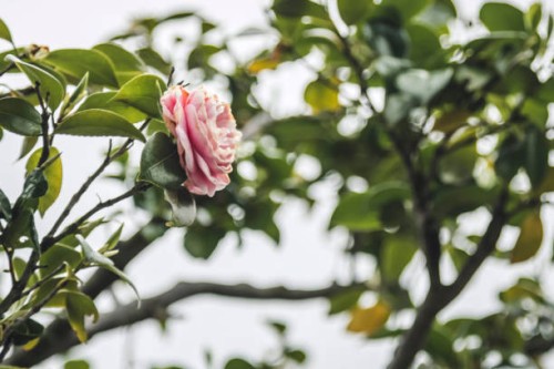 pink camellia flower - garden decoration stock pictures, royalty-free photos & images