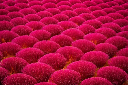 pink flower field - garden decoration stock pictures, royalty-free photos & images