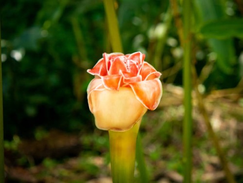 pink flower known as torch ginger, red ginger lily, wild ginger, (etlingera elatior) in the garden on a sunny day - garden decoration stock pictures, royalty-free photos & images