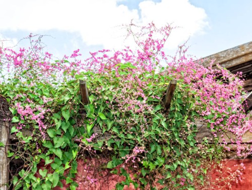 pink flowering branch of the vine antigonon leptopus on close-up. - garden decoration stock pictures, royalty-free photos & images