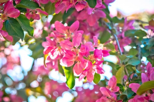 pink flowers blooming in springtime - garden decoration stock pictures, royalty-free photos & images