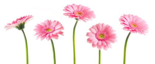pink gerberas (clipping path) - garden decoration stock pictures, royalty-free photos & images