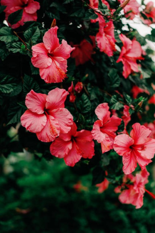 pink hibiscus flowers - garden decoration stock pictures, royalty-free photos & images