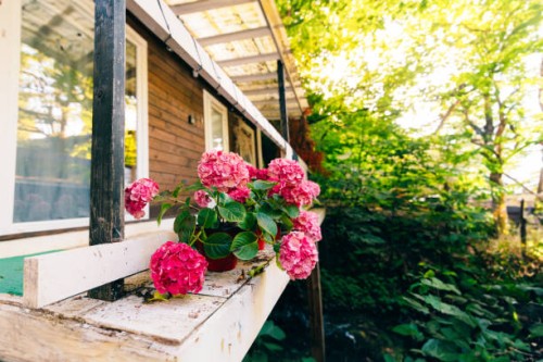 pink hydrangea flowers plants in pots on the terrace of a wooden house - garden decoration stock pictures, royalty-free photos & images