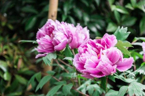 pink peonies - garden decoration stock pictures, royalty-free photos & images