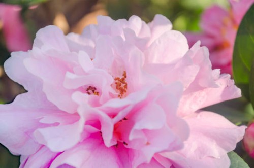 pink peony camellia flower in a garden - garden decoration stock pictures, royalty-free photos & images