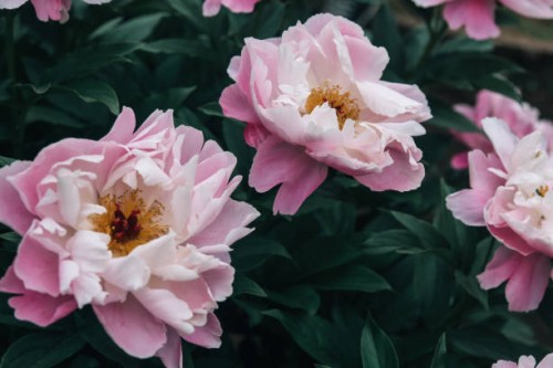 pink peony flowerbed against dark green garden background - garden decoration stock pictures, royalty-free photos & images