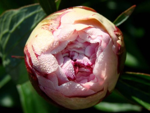 pink pumpkin rose coverd in waterdrops - garden decoration stock pictures, royalty-free photos & images
