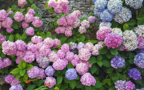 pink, purple and blue hydrangea bush - garden decoration stock pictures, royalty-free photos & images
