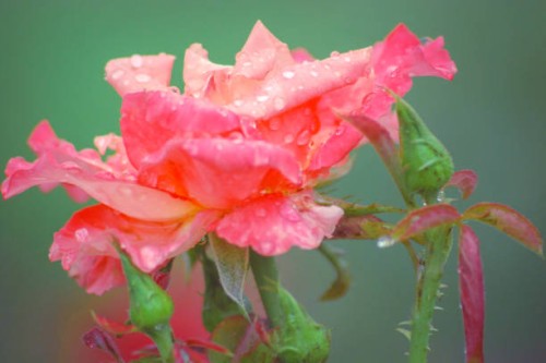 pink rose - after rain - garden decoration stock pictures, royalty-free photos & images