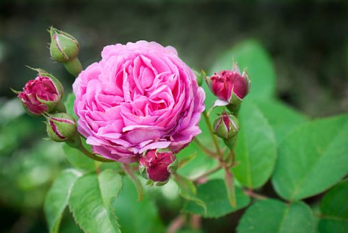 pink rose - garden decoration stock pictures, royalty-free photos & images