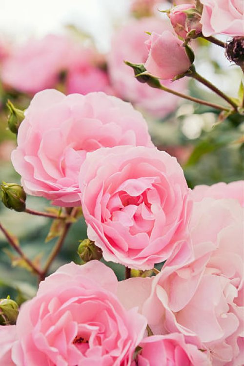 pink rose bush - garden decoration stock pictures, royalty-free photos & images