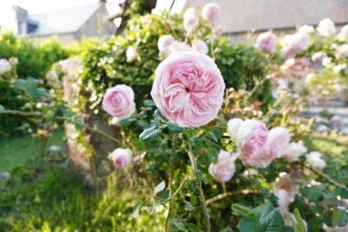 pink rose​ flower - garden decoration stock pictures, royalty-free photos & images