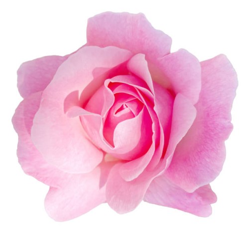 pink rose isolated on white background - garden decoration stock pictures, royalty-free photos & images