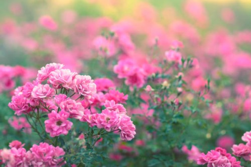 pink roses in bloom - garden decoration stock pictures, royalty-free photos & images